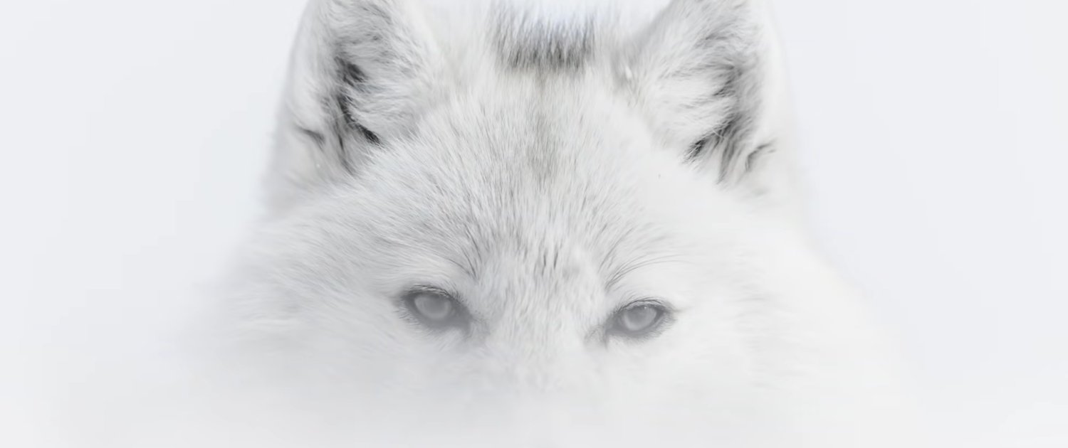Arctique - wolf
