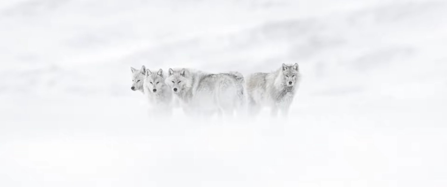 Arctique - sneeuwwolven - wolven