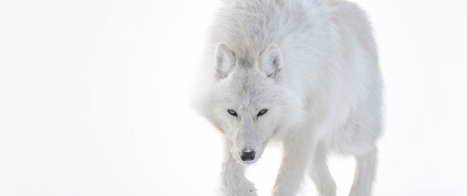 Arctique - wolf - sneeuwwolf