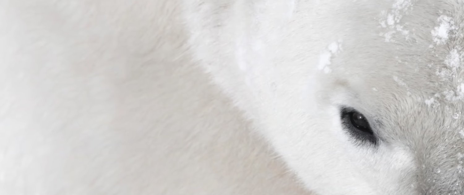 Arctique - ijsbeer