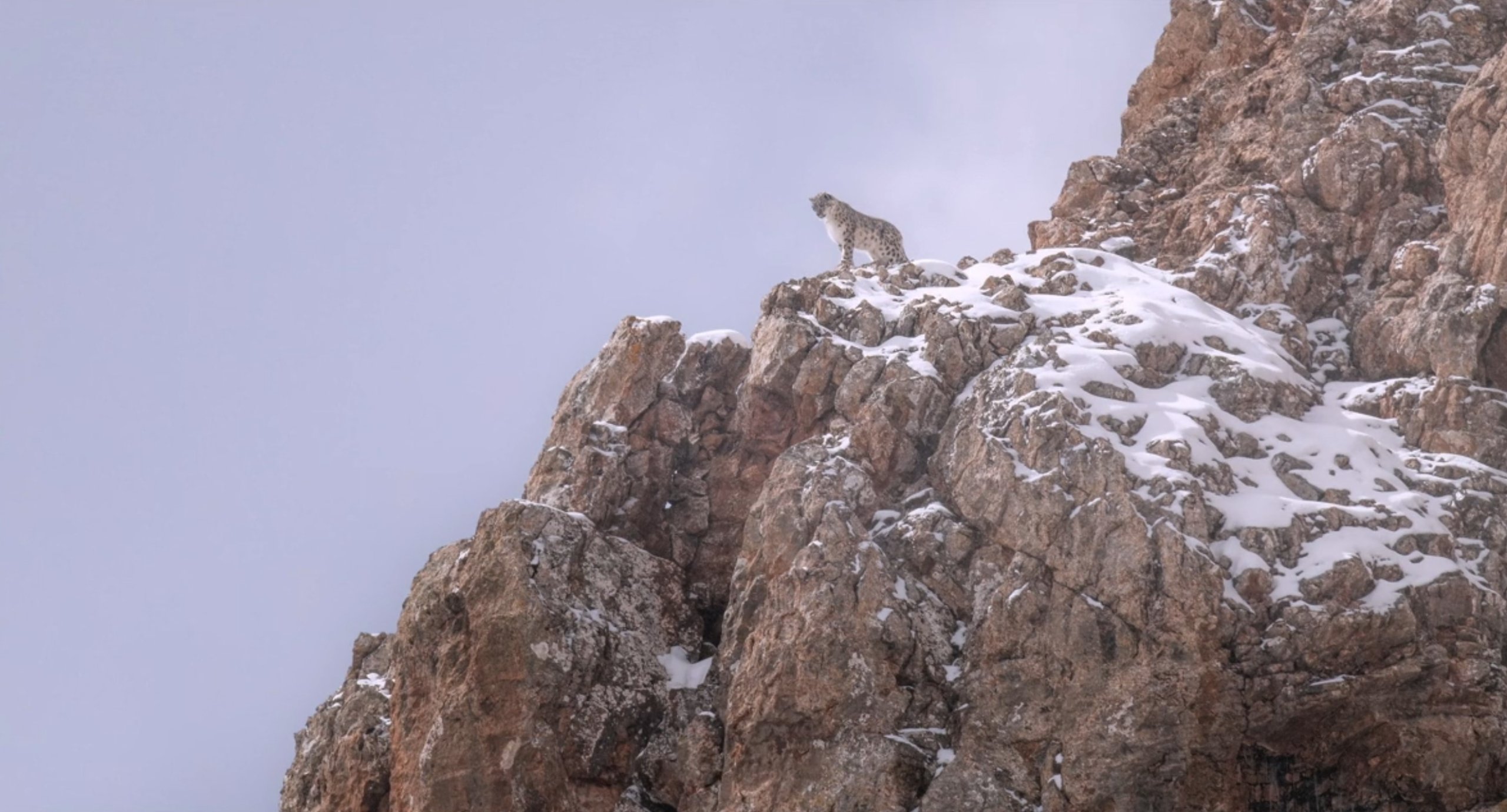 la panthere des neiges - vincent munier